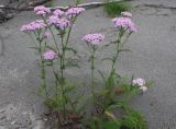 Achillea asiatica