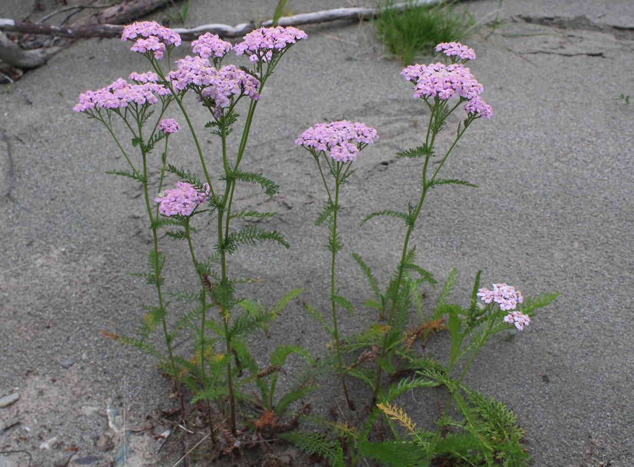 Image of Achillea asiatica specimen.