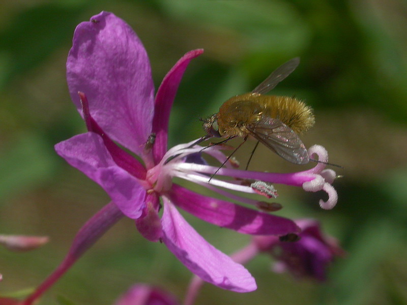Image of Chamaenerion angustifolium specimen.