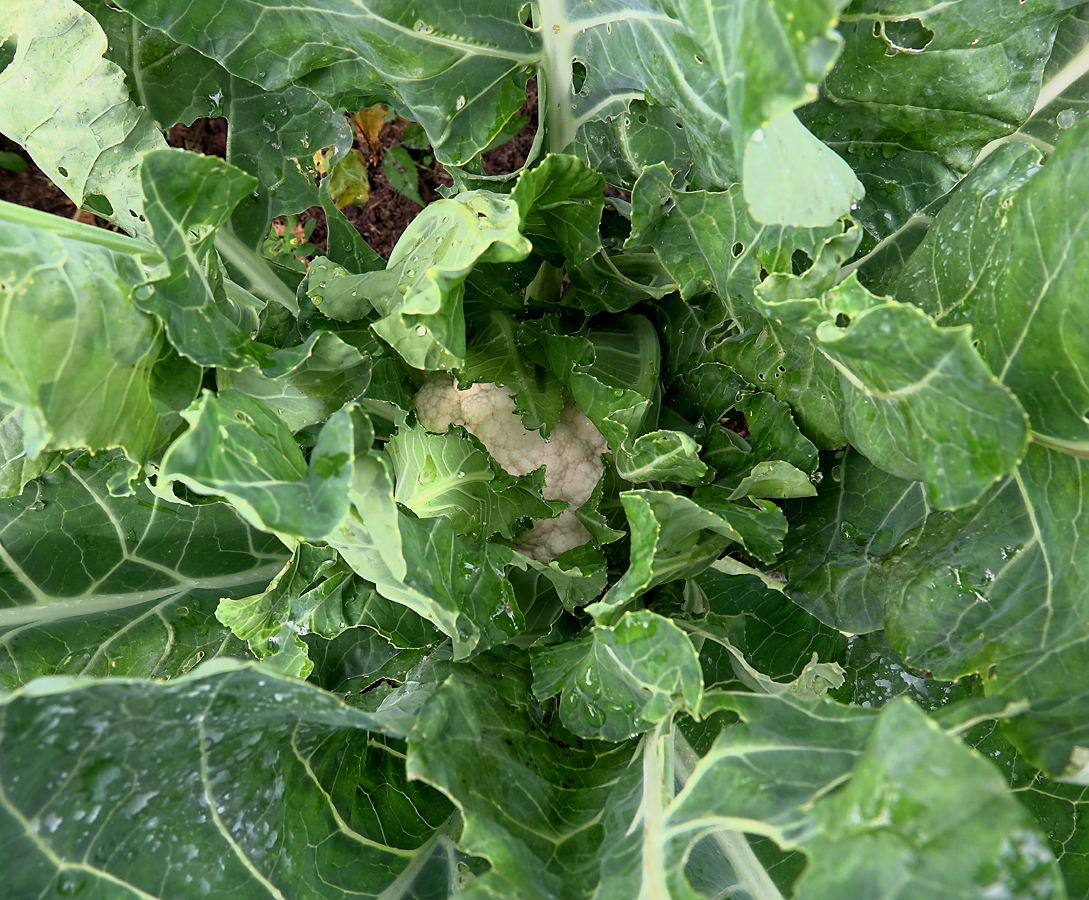 Image of Brassica oleracea var. botrytis specimen.