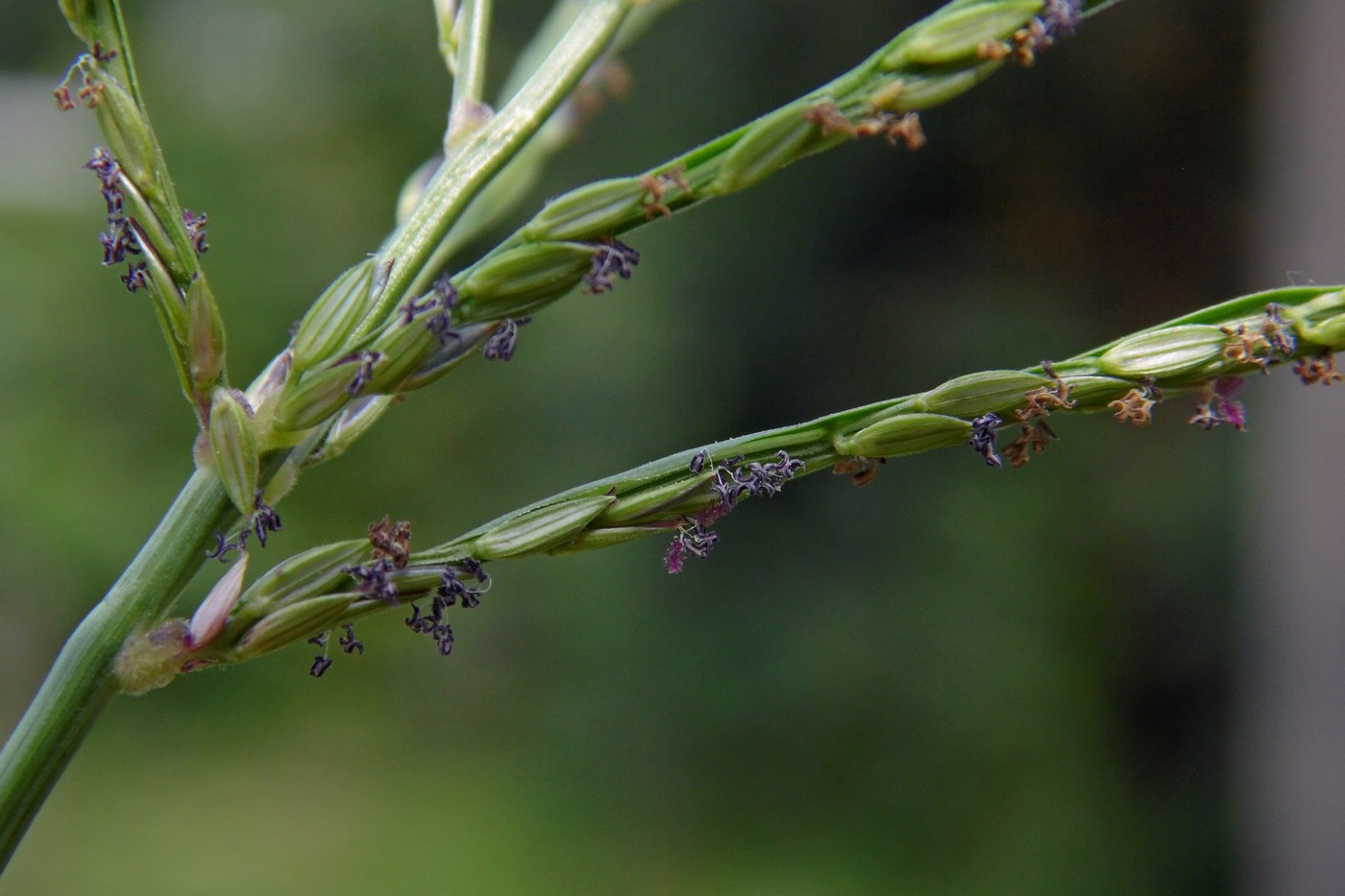 Image of genus Digitaria specimen.