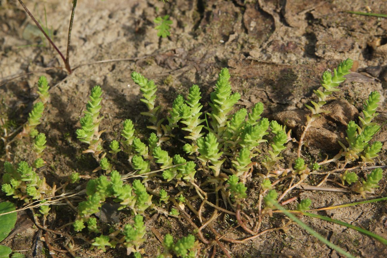 Image of Sedum acre specimen.