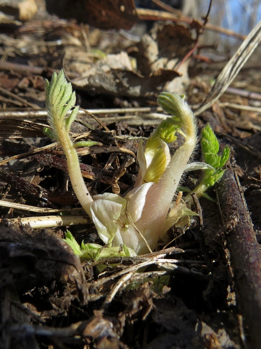 Image of Agrimonia pilosa specimen.