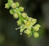 Cussonia paniculata