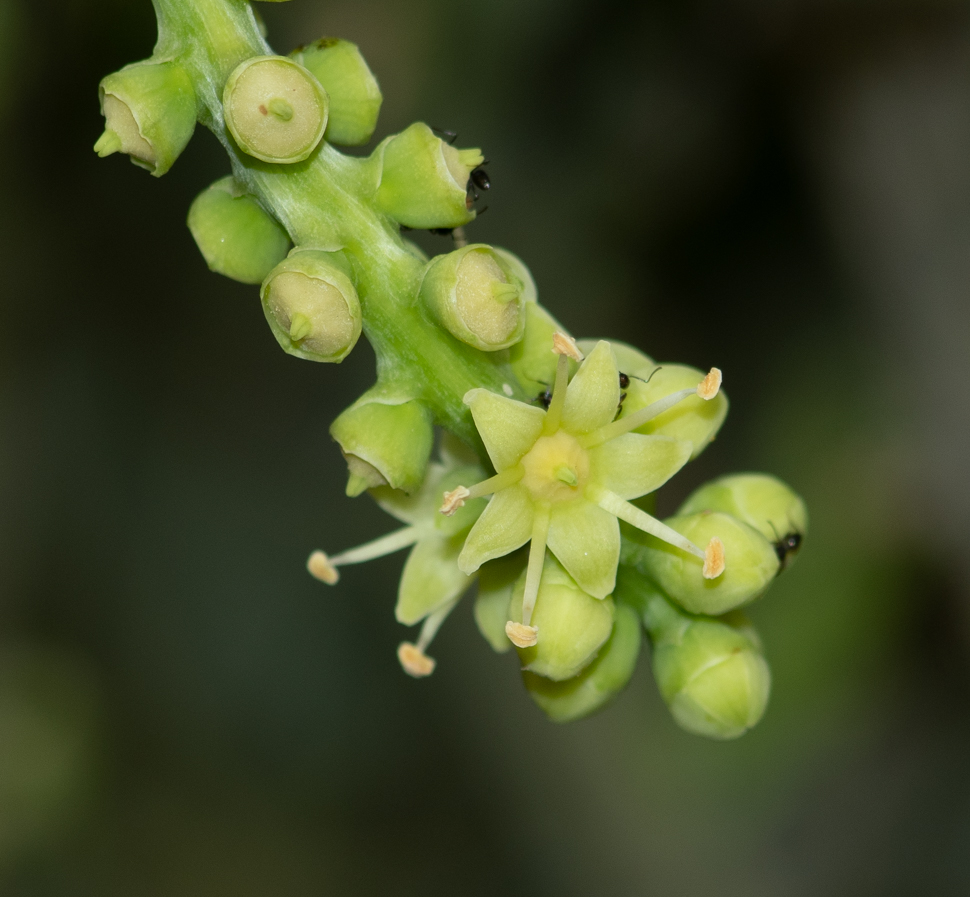 Image of Cussonia paniculata specimen.