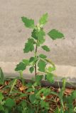 Chenopodium opulifolium. Вегетирующий побег. Крым, Севастополь, газон. 11.10.2020.