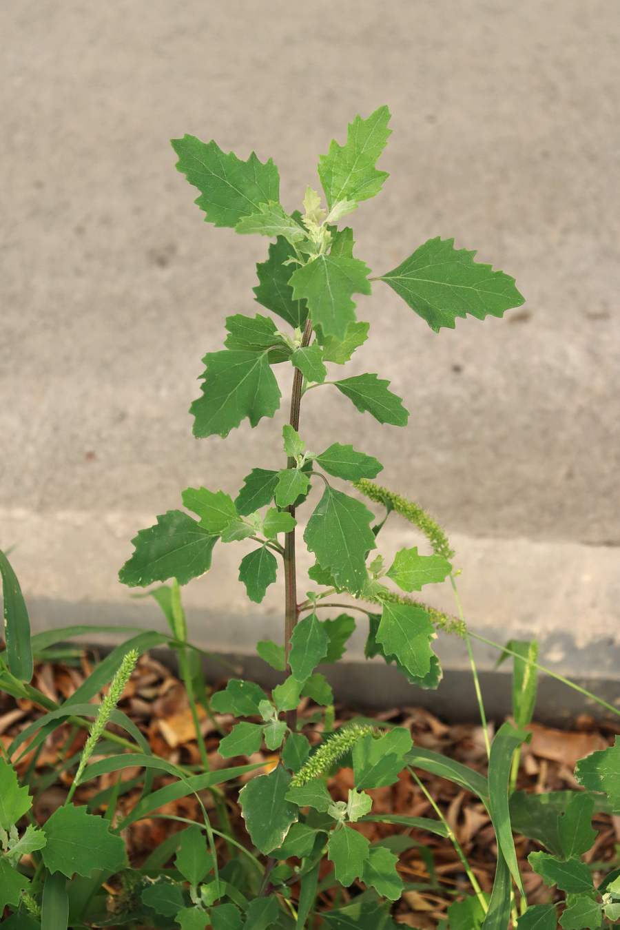 Image of Chenopodium opulifolium specimen.