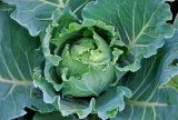 Brassica oleracea var. capitata