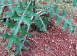 Cirsium vulgare