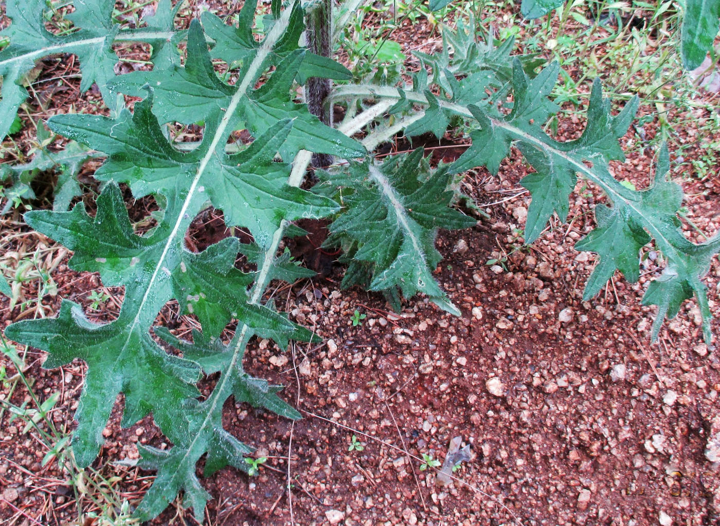 Изображение особи Cirsium vulgare.