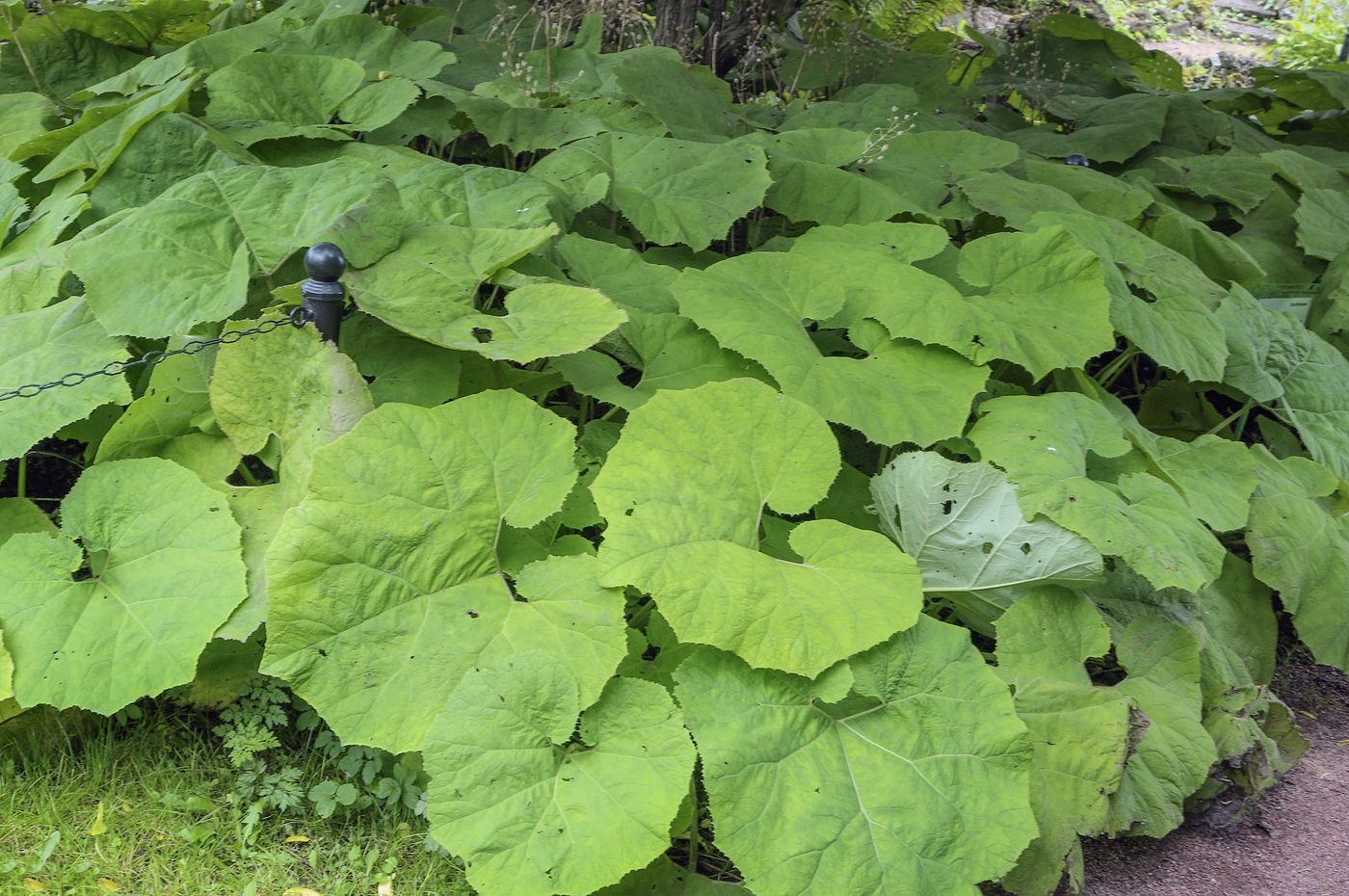 Image of Petasites albus specimen.