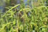 Leersia oryzoides