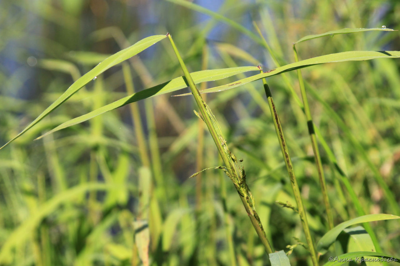 Image of Leersia oryzoides specimen.