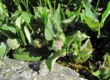 Salix caucasica. Верхушки побегов с галлами (вероятно, Rabdophaga terminalis). Кабардино-Балкария, Эльбрусский р-н, долина р. Ирикчат, ок. 2650 м н.у.м., берег р. Ирикчат. 07.07.2020.