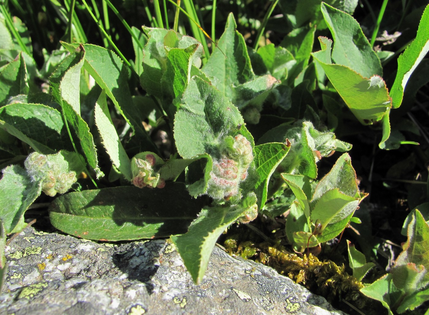 Image of Salix caucasica specimen.