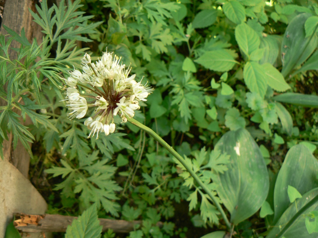 Image of Allium ochotense specimen.