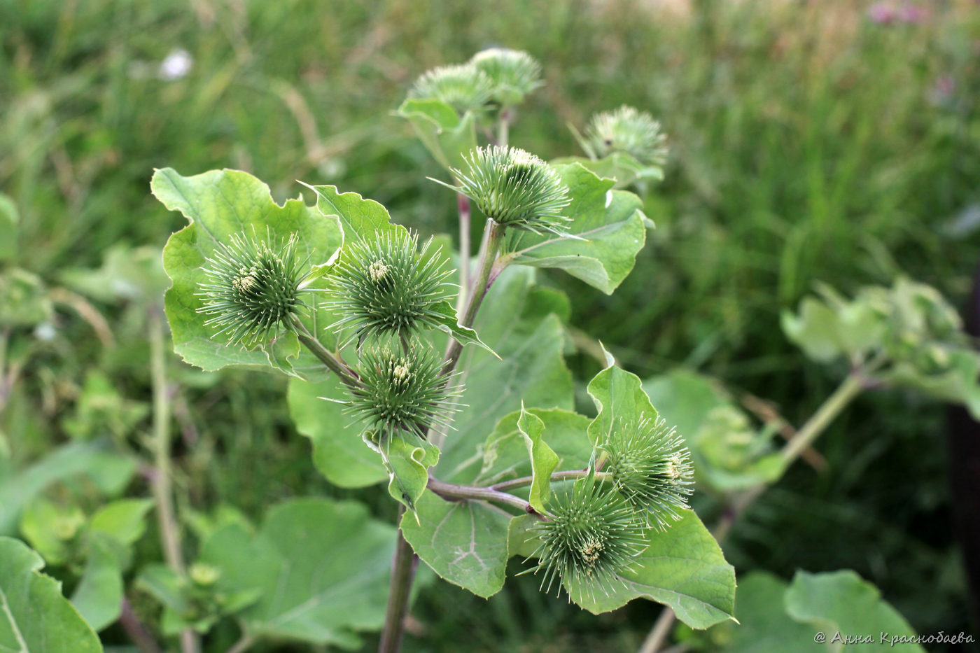 Image of Arctium lappa specimen.