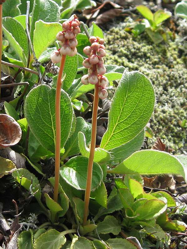 Image of Pyrola minor specimen.