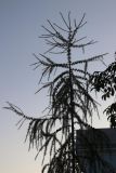 Larix sibirica. Верхняя половина кроны молодого дерева с шишками и молодыми побегами. Ярославская обл., г. Ростов, посадка на склоне к берегу озера. 30.08.2019.