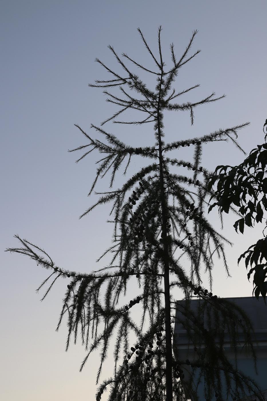 Image of Larix sibirica specimen.
