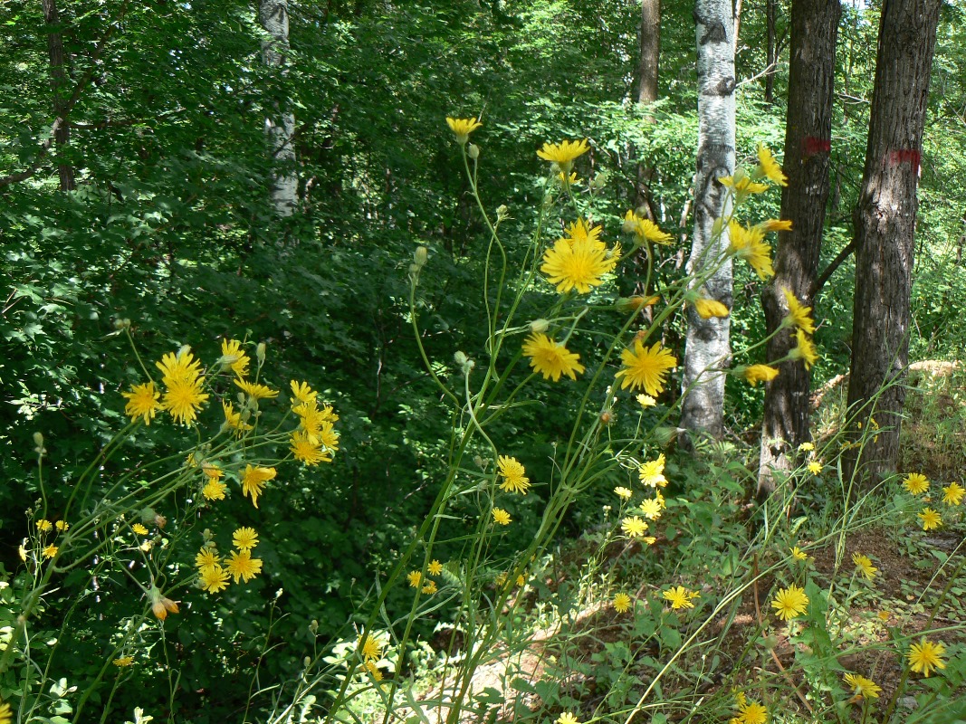 Изображение особи Crepis tectorum.