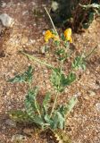 Glaucium flavum. Цветущее и плодоносящее растение с охотящимся пауком. Краснодарский край, Темрюкский р-н, окр. станицы Голубицкая, берег Азовского моря, полоса растительности между песчано-ракушечным пляжем и береговым обрывом. 11.06.2019.