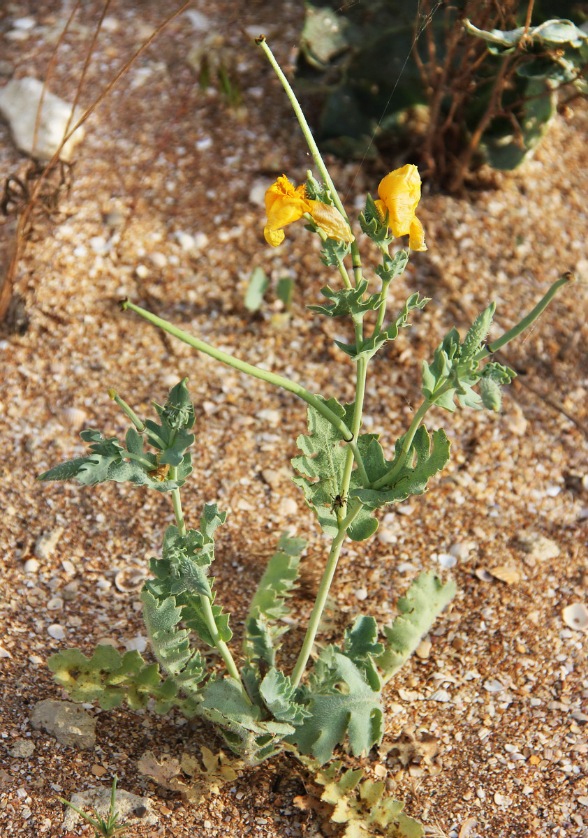 Изображение особи Glaucium flavum.