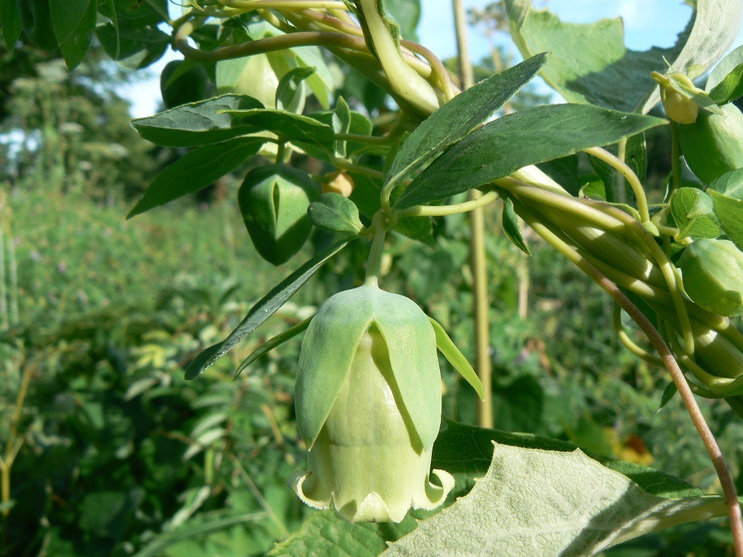 Изображение особи Codonopsis lanceolata.