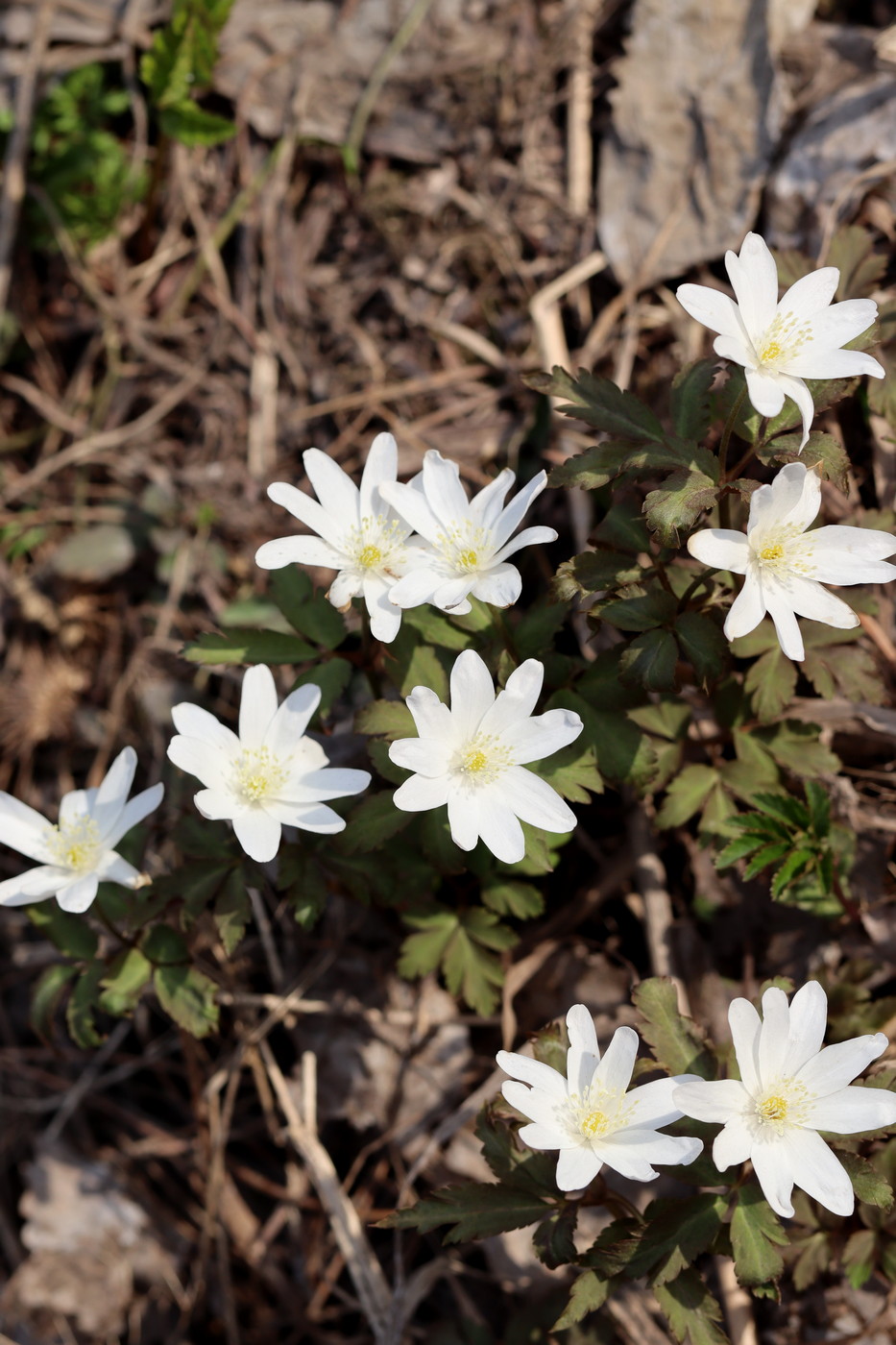 Изображение особи Anemone altaica.