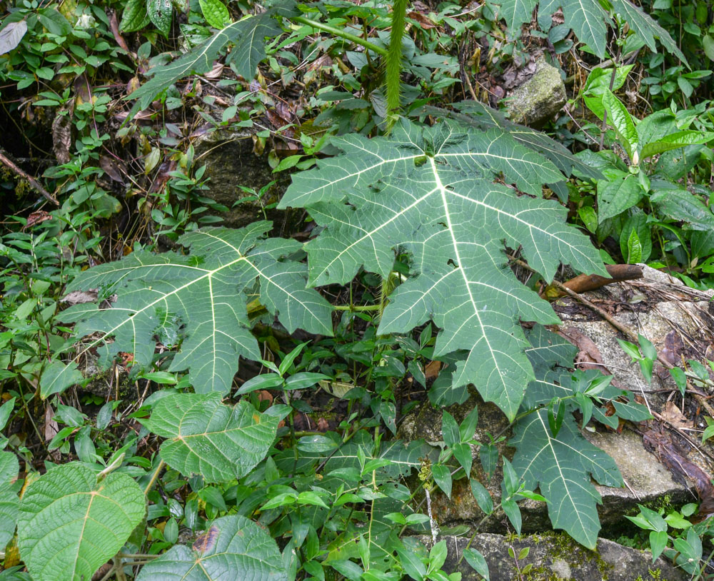 Изображение особи род Solanum.