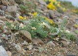 Oxytropis pallasii