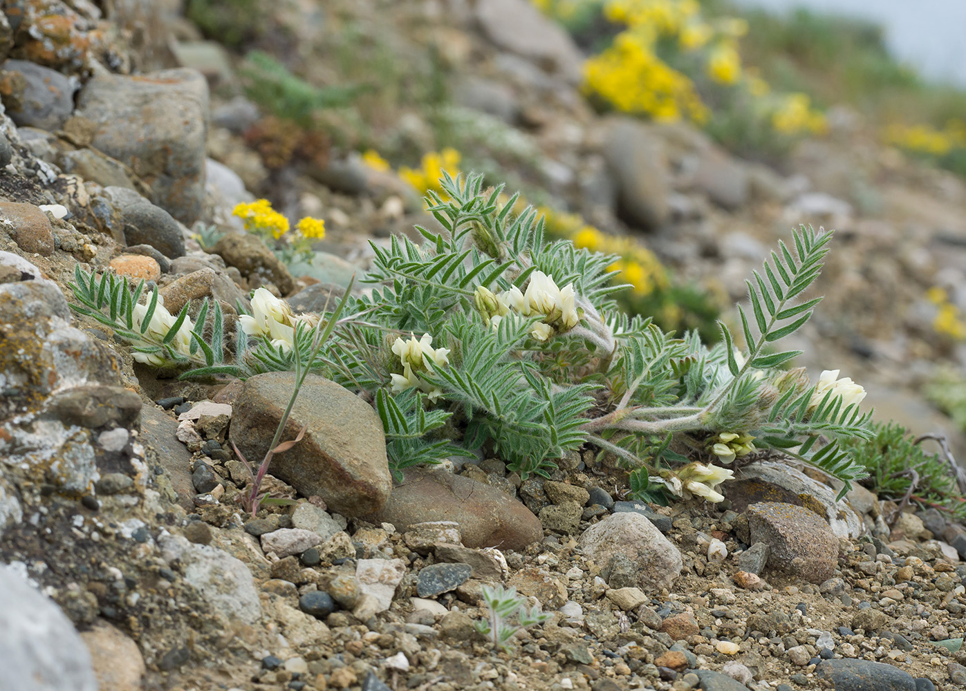 Изображение особи Oxytropis pallasii.