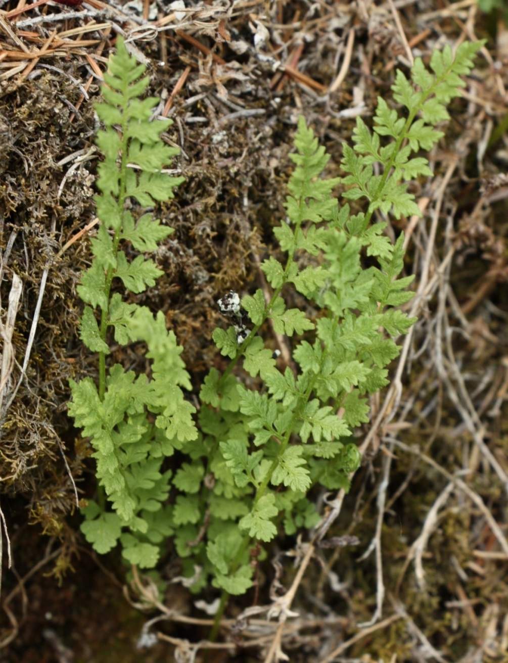 Image of Cystopteris dickieana specimen.