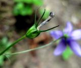 Campanula abietina