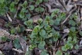 Glechoma hederacea