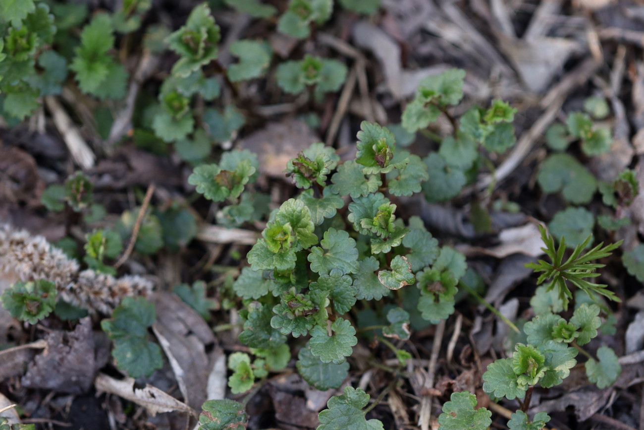 Изображение особи Glechoma hederacea.