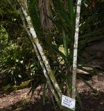 genus Psychotria