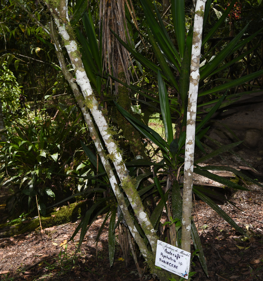 Изображение особи род Psychotria.