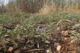 Solanum elaeagnifolium. Вегетирующие и зацветающие растения. Греция, Эгейское море, о. Сирос, окр. пос. Фабрика (Φάμπρικα), зарастающий приусадебный участок. 03.05.2021.