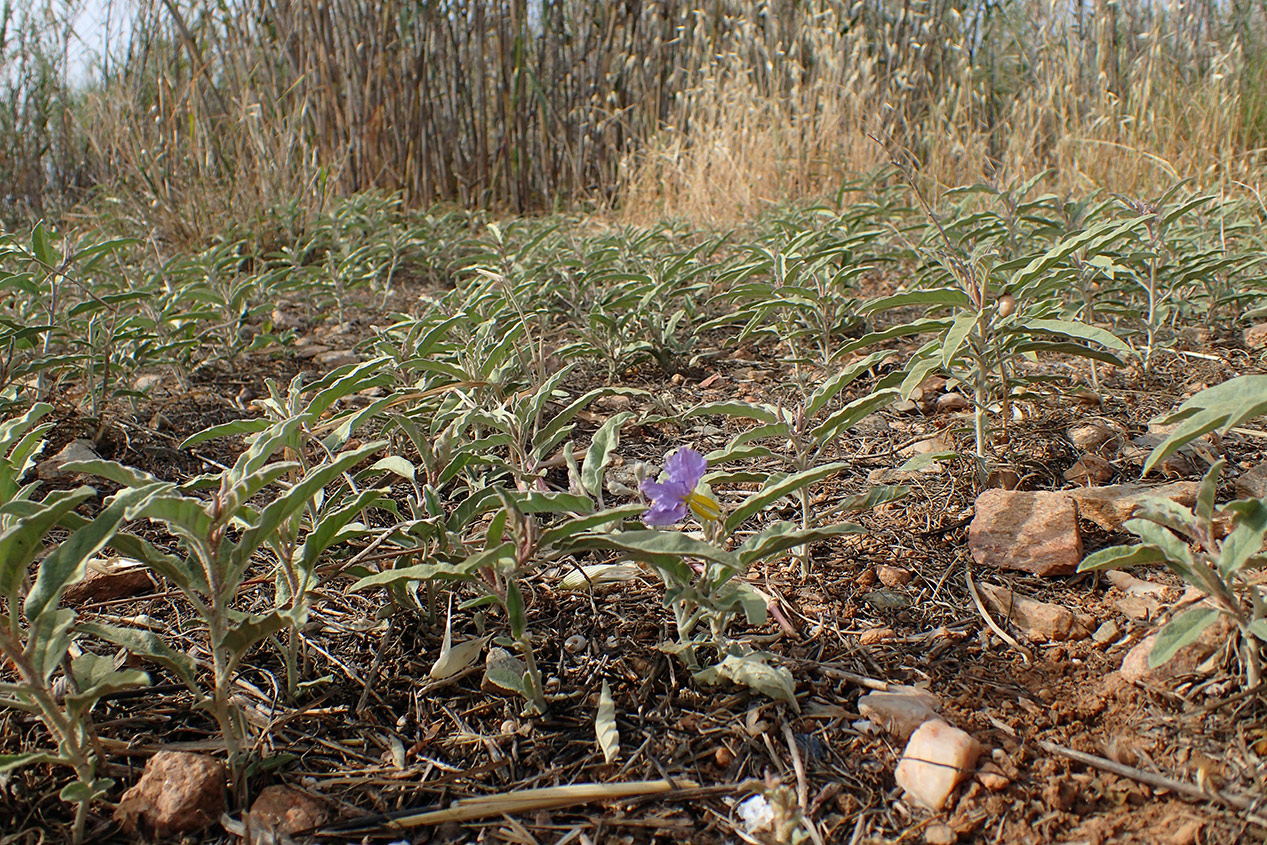 Изображение особи Solanum elaeagnifolium.