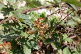 genus Rubus. Ветвь отцветшего растения с завязавшимися плодами. Казахстан, г. Актау, одичавшее. 22 июня 2021 г.