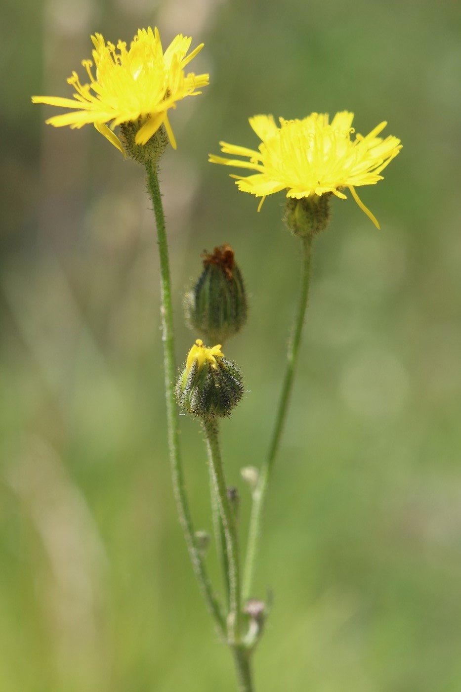 Изображение особи Pilosella leptothyrsa.