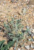 Astragalus brachyrachis. Цветущее и плодоносящее растение. Узбекистан, Ферганская обл., горы Кампиркок, каменисто-глинистый склон недалеко от Шурсувского водохранилища, пестроцветы. 19.05.2021.