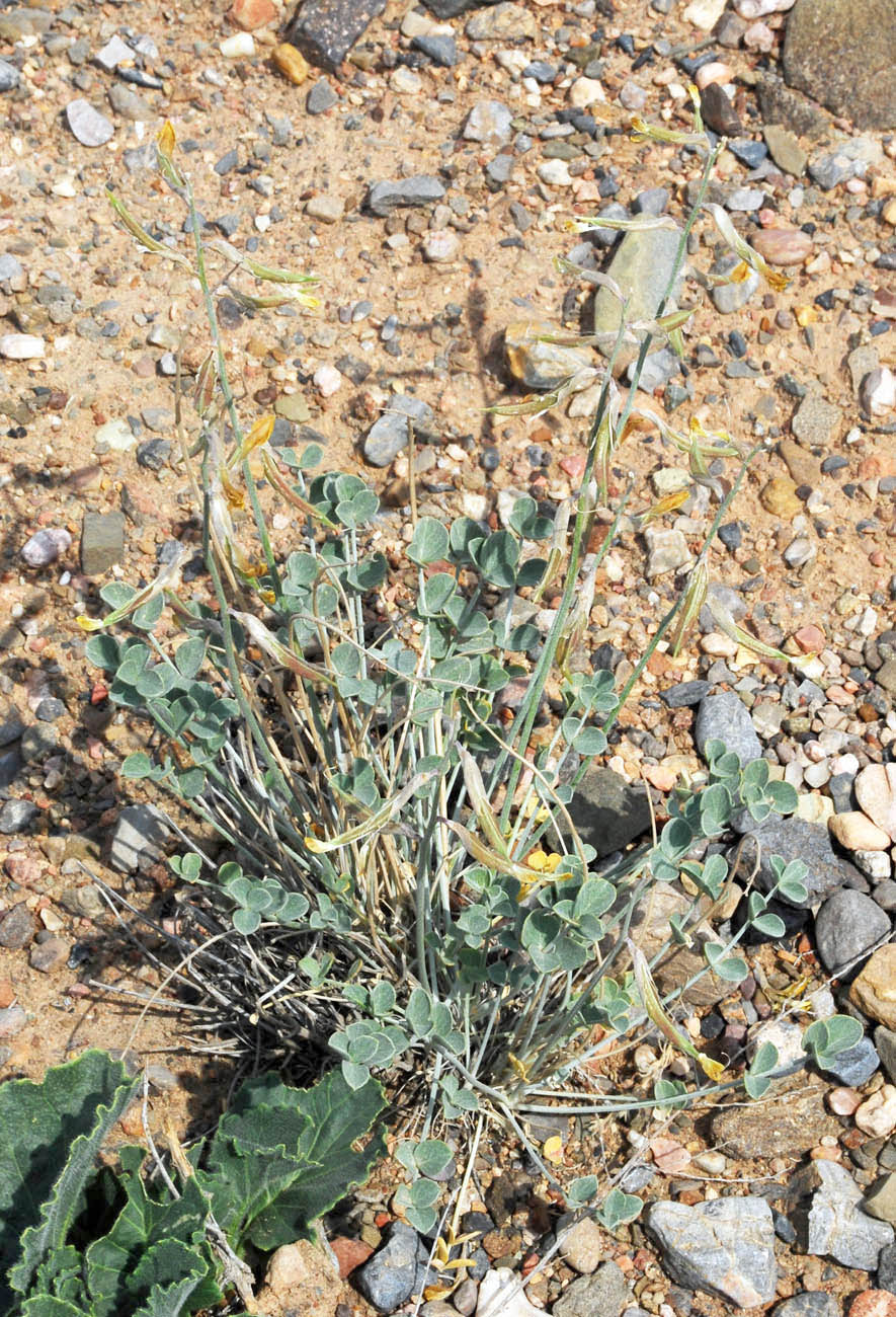 Image of Astragalus brachyrachis specimen.