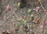 Plantago arenaria subspecies orientalis. Верхушка цветущего и плодоносящего растения. Абхазия, пос. Цандрыпш, приморская псаммофитная растительная группировка. 09.08.2021.