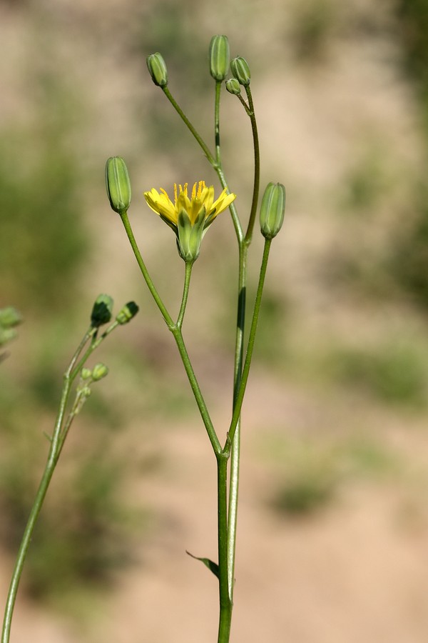 Image of Lapsana communis specimen.