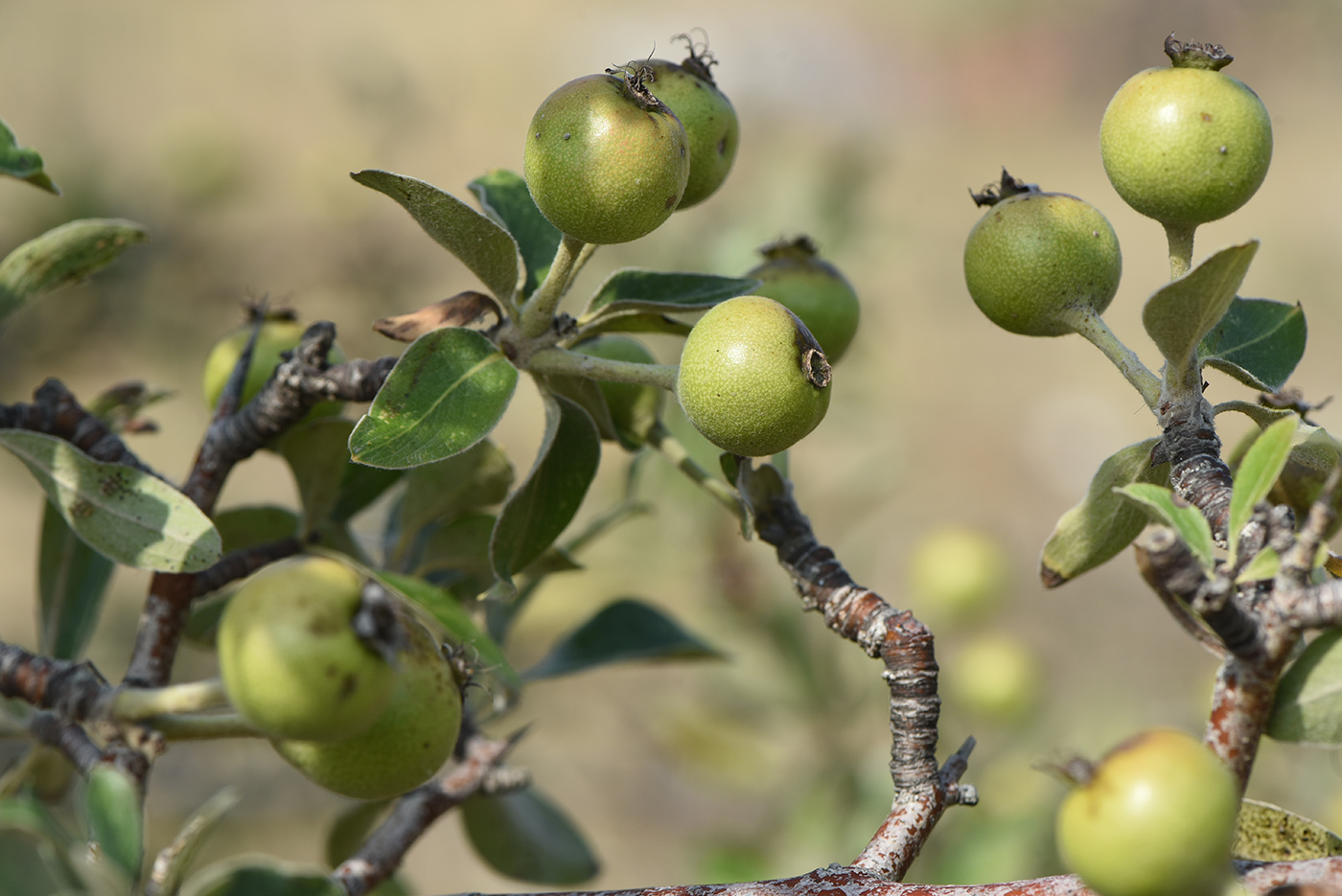 Image of Pyrus elaeagrifolia specimen.