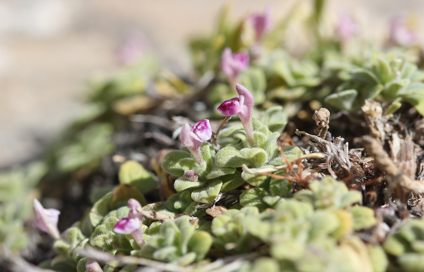 Изображение особи Scutellaria baldshuanica.