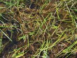 Potamogeton alpinus. Подводные и плавающие листья плодоносящего растения в сообществе со Sparganium hyperboreum (длинные зеленые листья). Магаданская обл., Ольский р-н, Клепкинская трасса, бассейн р. Танон, Танонская тундра, небольшое озеро. 21.08.2021.