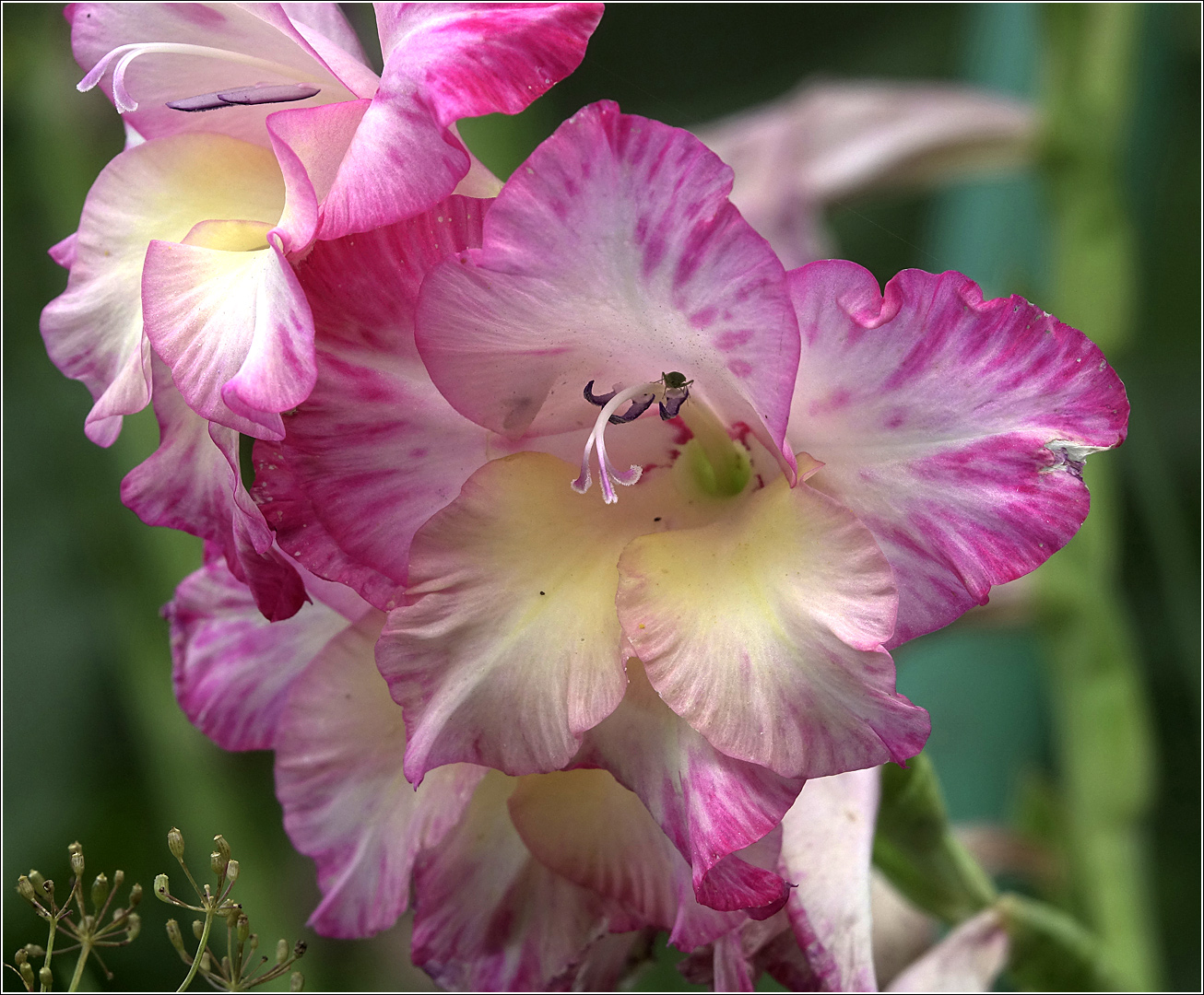 Image of Gladiolus &times; gandavensis specimen.